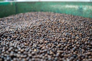 Colombia Hot & Cold Experimental Washed Robusta