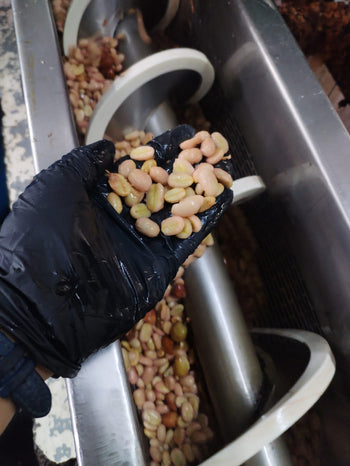 Colombia Hot & Cold Experimental Washed Robusta