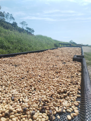 Colombia Hot & Cold Experimental Washed Robusta