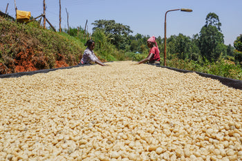 Kenya Mugaya AB Double Washed