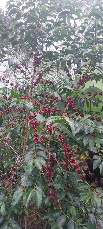 Ethiopia Halo Beriti Washed Yirgacheffe