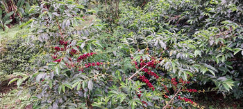 Ethiopia Halo Beriti Washed Yirgacheffe