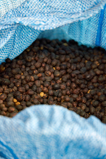 Bolivia Gesha Natural