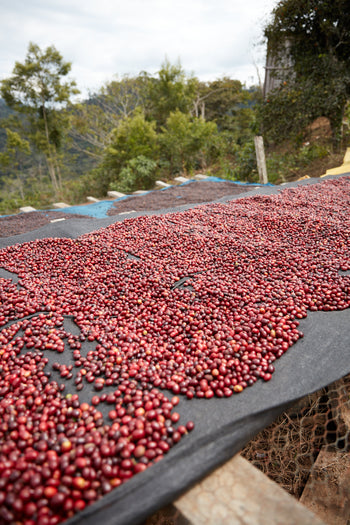 Bolivia Gesha Natural