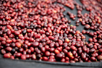 Bolivia Gesha Natural