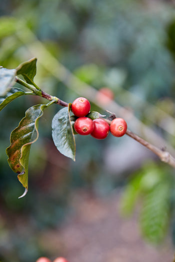 Bolivia Gesha Natural