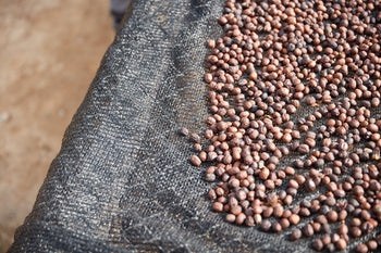 Bolivia Gesha Natural