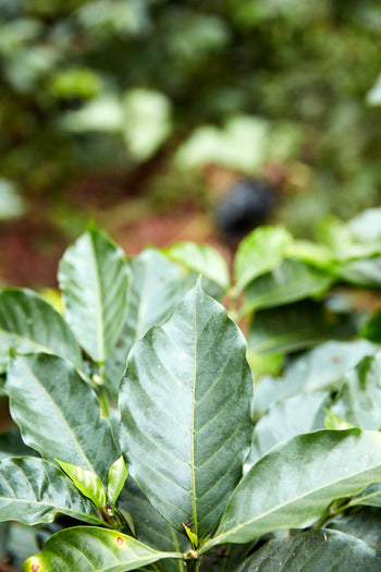 Bolivia Gesha Natural