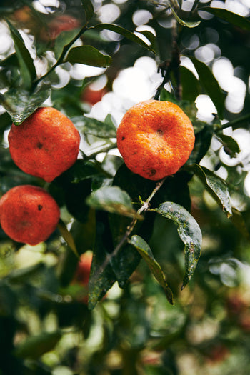 Bolivia Gesha Natural