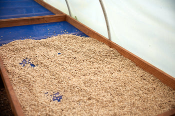 Bolivia Gesha Natural