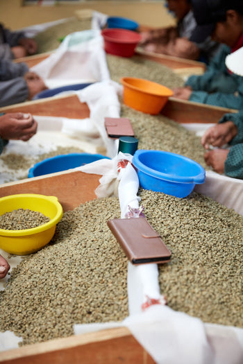 Bolivia Gesha Natural