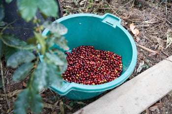 Bolivia Gesha Natural