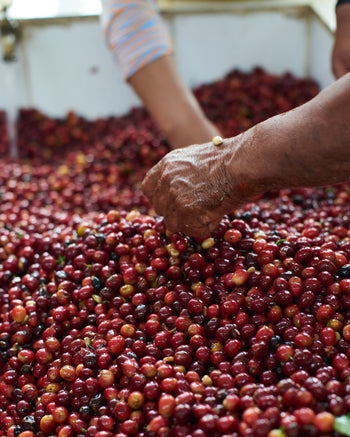 BOLIVIA GEISHA WASHED