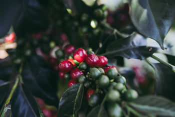 Colombia Washed Pink Champagne Pink Bourbon