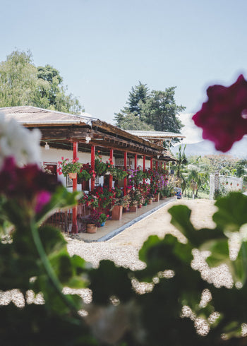 Colombia Washed Pink Champagne Pink Bourbon