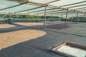 Colombia Laurina Washed Tartaric Acid Cold Room