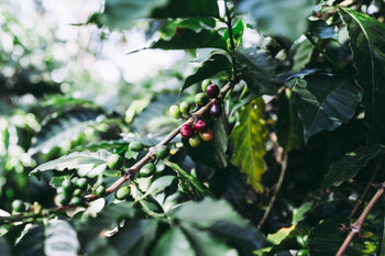 Colombia Washed Mango Purple Caturra- ☀️🥭 ☀️🥭 كولومبيا مانجو مغسول – بيربل كاتورا