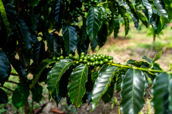 Colombia Hot & Cold Experimental Washed Robusta