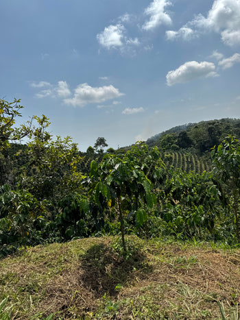 Colombia Black Honey Mosto Carbonic Maceration