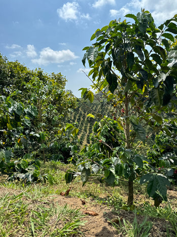 Colombia Typica Black Honey Carbonic Maceration Koji