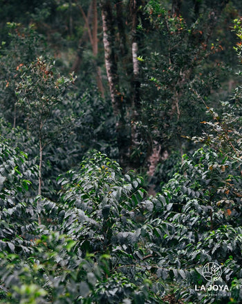 Mexico COSTA RICA 95 Natural 140hr IMPERIAL JADE Lot 22