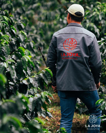 Mexico COSTA RICA 95 Natural 140hr IMPERIAL JADE Lot 22