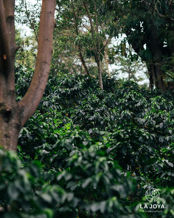 Mexico COSTA RICA 95 Natural 140hr IMPERIAL JADE Lot 22