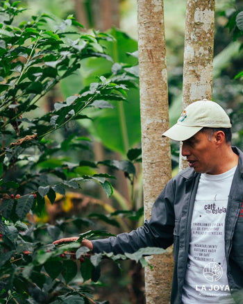 Mexico COSTA RICA 95 Natural 140hr IMPERIAL JADE Lot 22