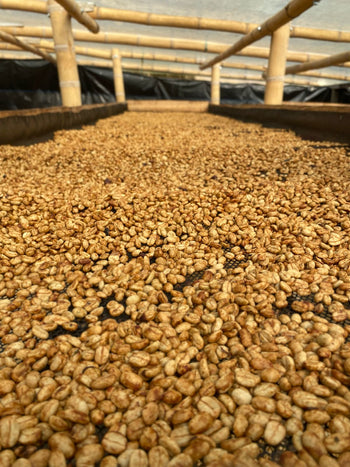 COLOMBIA JAVA NATURAL