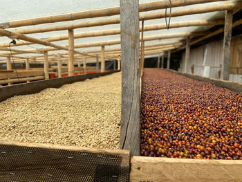 COLOMBIA JAVA NATURAL