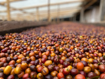 COLOMBIA JAVA NATURAL