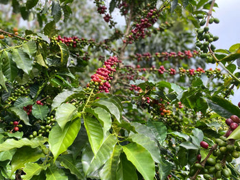 COLOMBIA JAVA NATURAL