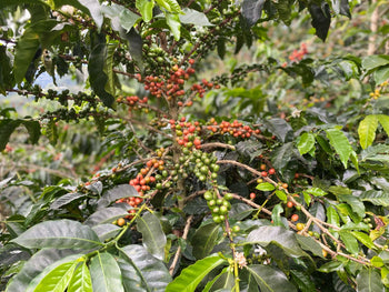 COLOMBIA JAVA NATURAL