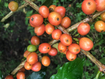 Colombia Pink Bourbon Peach Co-Ferment