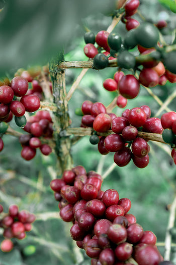Colombia Pink Bourbon Peach Co-Ferment